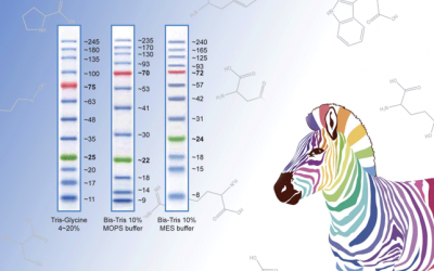 Protein Marker 2+1 행사